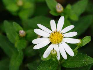 photo,material,free,landscape,picture,stock photo,Creative Commons,White flower, white, Hakone, , 