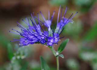 Foto, materiell, befreit, Landschaft, Bild, hat Foto auf Lager,Blaue Blumen, blau, Hakone, , 