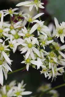 Foto, materieel, vrij, landschap, schilderstuk, bevoorraden foto,Witte bloemen, Blanke, Hakone, , 