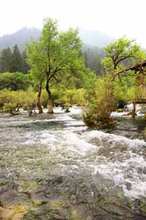 Foto, materiell, befreit, Landschaft, Bild, hat Foto auf Lager,Jiuzhaigou bonsai Nada, , , , 