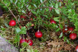 foto,tela,gratis,paisaje,fotografa,idea,Frutos del arndano., Arndano de montaa, Hakone, , 