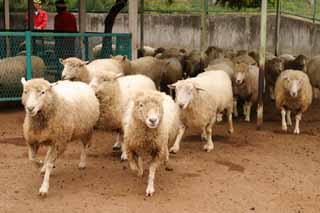 photo, la matire, libre, amnage, dcrivez, photo de la rserve,La venue de mouton sur scne, mouton, , , troupeau