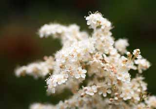 Foto, materieel, vrij, landschap, schilderstuk, bevoorraden foto,Witte bloem, , , , 