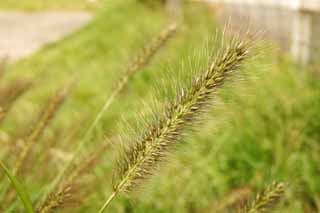 photo,material,free,landscape,picture,stock photo,Creative Commons,Bushy c, grass, seed, , 