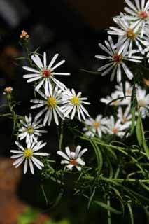 photo,material,free,landscape,picture,stock photo,Creative Commons,White flowers, white, Hakone, , 