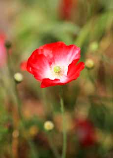 Foto, materiell, befreit, Landschaft, Bild, hat Foto auf Lager,Mohn Blumen, , , , 