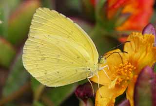 fotografia, materiale, libero il panorama, dipinga, fotografia di scorta,Farfalla di zolfo, farfalla, , , giallo