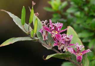 Foto, materiell, befreit, Landschaft, Bild, hat Foto auf Lager,Toadlily-Blumen, toadlily, Hakone, , 