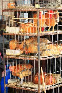 photo,material,free,landscape,picture,stock photo,Creative Commons,chicken, , , , 