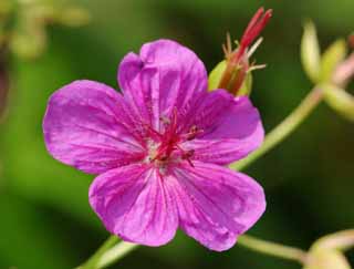 Foto, materiell, befreit, Landschaft, Bild, hat Foto auf Lager,Rosa Blume, rosa, Hakone, , 