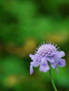 fotografia, materiale, libero il panorama, dipinga, fotografia di scorta,Sensazione di un bluastro-imporpori fiore, bluastro-imporpori, Hakone, , 