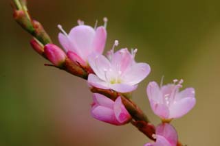 photo, la matière, libre, aménage, décrivez, photo de la réserve,Petites fleurs roses, rose, Hakone, , 