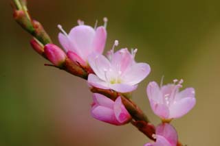 Foto, materieel, vrij, landschap, schilderstuk, bevoorraden foto,Kleine rose bloemen, Rose, Hakone, , 