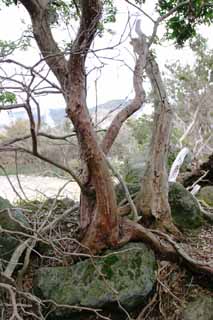 Foto, materieel, vrij, landschap, schilderstuk, bevoorraden foto,Boom in Ohwakudani, Hakone, Vulkaan, Aardwarmte, Berg