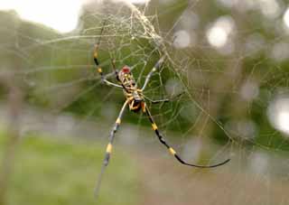 Foto, materiell, befreit, Landschaft, Bild, hat Foto auf Lager,Spinne, Spinne, , , Netz