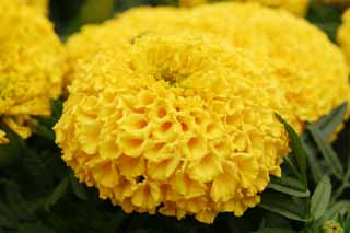 , , , , ,  .,marigold ., , marigold, , 