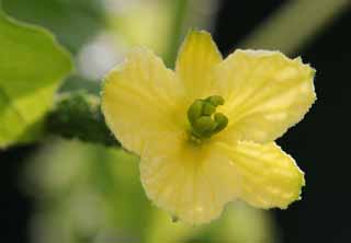 photo,material,free,landscape,picture,stock photo,Creative Commons,Better gourd flower, bitter gourd, , , female flower