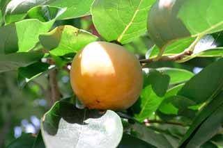 Foto, materieel, vrij, landschap, schilderstuk, bevoorraden foto,Persimmon vrucht, Persimmon, Vrucht, , Boom