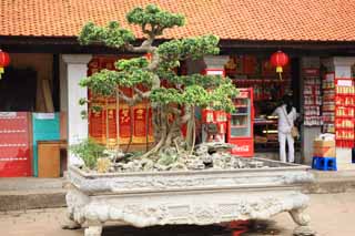 photo,material,free,landscape,picture,stock photo,Creative Commons,Temple of Literature bonsai, , , , 