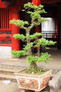 Foto, materieel, vrij, landschap, schilderstuk, bevoorraden foto,Tempel van literatuur bonsai, , , , 