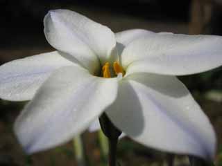 photo, la matire, libre, amnage, dcrivez, photo de la rserve,Blanche fleur, blanc, pollen, bleu, gros plan