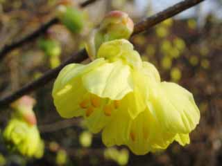 photo, la matire, libre, amnage, dcrivez, photo de la rserve,Fleurs de la source jaunes, blanc, pollen, bleu, gros plan