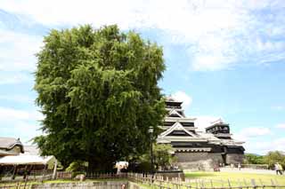 Foto, materiell, befreit, Landschaft, Bild, hat Foto auf Lager,In Kumamoto Castle, , , , 