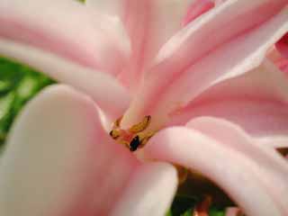 photo, la matire, libre, amnage, dcrivez, photo de la rserve,Hyacinthe, rose, pollen, blanc, gros plan