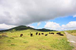 photo,material,free,landscape,picture,stock photo,Creative Commons,Cattle of Mount Aso, , , , 
