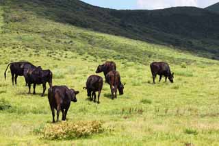 photo,material,free,landscape,picture,stock photo,Creative Commons,Cattle of Mount Aso, , , , 