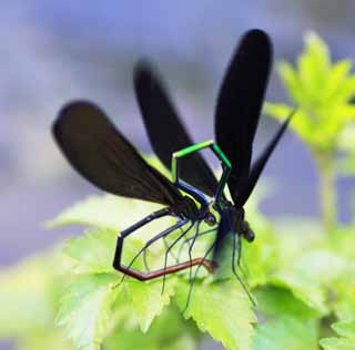 photo,material,free,landscape,picture,stock photo,Creative Commons,Atrocalopteryx Atrata, , , , 