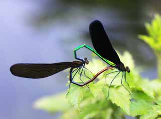 photo,material,free,landscape,picture,stock photo,Creative Commons,Atrocalopteryx Atrata, , , , 