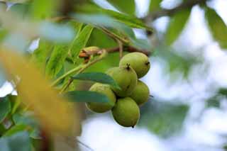 photo,material,free,landscape,picture,stock photo,Creative Commons,Japanese walnut, , , , 