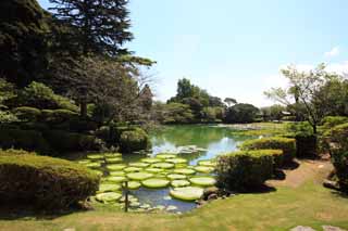 Foto, materiell, befreit, Landschaft, Bild, hat Foto auf Lager,Royal water lily, , , , 