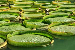 Foto, materiell, befreit, Landschaft, Bild, hat Foto auf Lager,Royal water lily, , , , 