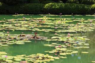 photo,material,free,landscape,picture,stock photo,Creative Commons,Water lily, , , , 