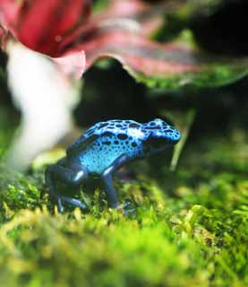 Foto, materiell, befreit, Landschaft, Bild, hat Foto auf Lager,Blue poison dart frog, , , , 