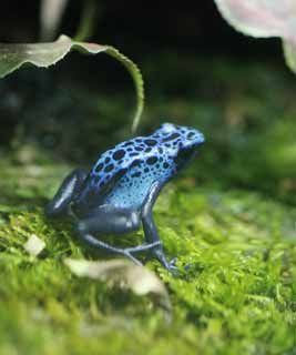 Foto, materiell, befreit, Landschaft, Bild, hat Foto auf Lager,Blue poison dart frog, , , , 