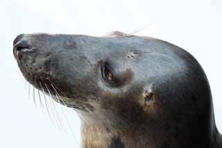 Foto, materieel, vrij, landschap, schilderstuk, bevoorraden foto,Sea Lion, , , , 