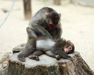 Foto, materiell, befreit, Landschaft, Bild, hat Foto auf Lager,Baby der Japanischen monkey, , , , 