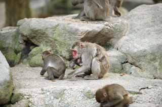 Foto, materiell, befreit, Landschaft, Bild, hat Foto auf Lager,Japanische monkey, , , , 