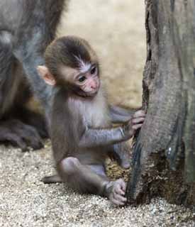 Foto, materieel, vrij, landschap, schilderstuk, bevoorraden foto,Baby van de Japanse aap, , , , 