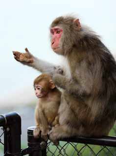 fotografia, material, livra, ajardine, imagine, proveja fotografia,Beb do macaco Japons, , , , 