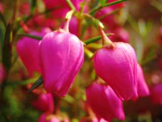 photo,material,free,landscape,picture,stock photo,Creative Commons,Small pink flowers, pink, petal, , close-up