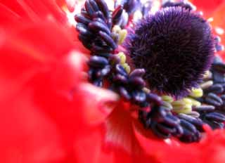 Foto, materiell, befreit, Landschaft, Bild, hat Foto auf Lager,Stubblatter und ein Stempel, rot, Pollen, Staubblatt, Stempel