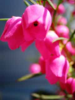 fotografia, materiale, libero il panorama, dipinga, fotografia di scorta,Fiore colore rosa, garofano, petalo, , close-up