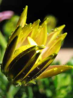 Foto, materiell, befreit, Landschaft, Bild, hat Foto auf Lager,Blumenknospe im Frhlingssonnenschein, Knospe, , waterdrop, Blume