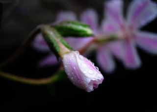 Foto, materiell, befreit, Landschaft, Bild, hat Foto auf Lager,Ungesprochener Gedanke, rosa, Bltenblatt, Knospe, waterdrop