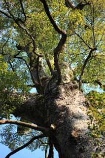 Foto, materiell, befreit, Landschaft, Bild, hat Foto auf Lager,Ise Jingu geku, , , , 