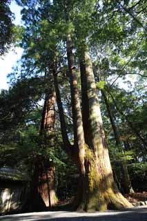 fotografia, materiale, libero il panorama, dipinga, fotografia di scorta,Sugi Jingu, , , , 